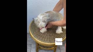 Postroj pro psy - Vlnky 10mm bílá