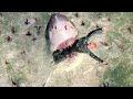 UNDER PARIS 2024 Final Battle With Sharks Full Scene HD