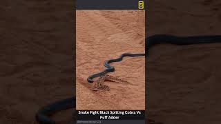 Download lagu Snake Fight Black Spitting Cobra Vs Puff Adder #snake #attack #wildlife #shortvideo #shorts mp3 Download lagu Snake Fight Black Spitting Cobra Vs Puff Adder #snake #attack #wildlife #shortvideo #shorts mp3