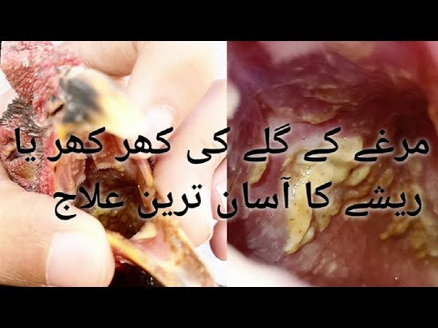 Murghy k galy k Reshy ka ilaj || مرغے کے گلے کی کھر کھر کا علاج|| Murghy k galy ki kahr khar ka ilaj