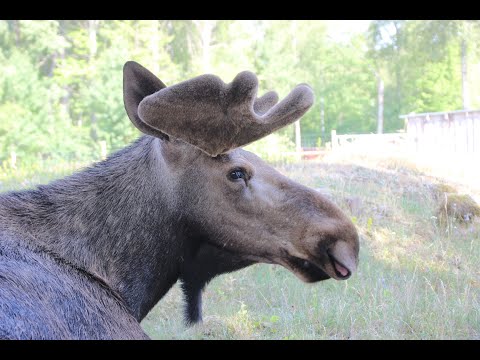 Tag 14 unserer Schwedenreise 2018 - Elchpark und Glasmacherkunst