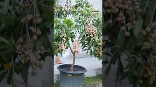 Download lagu Bibit Kelengkeng Itoh Kualitas Terbaik Buah Lebat mp3 Download lagu Bibit Kelengkeng Itoh Kualitas Terbaik Buah Lebat mp3