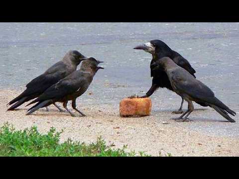 Smart CROWS Being Absolutely Hilarious! 🐦‍⬛🤣 Top Funny Crow Videos