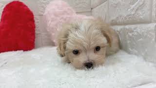 ハーフ犬の動画01