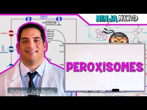 Cell Biology Cell Cycle Interphase Mitosis