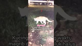 Download lagu Kucing Menghilang ditarik makhluk halus #viral #heboh #menyeramkan mp3
