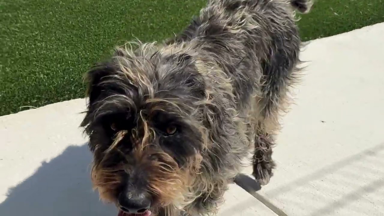 Enlarge Oakley, a Adoptable mixed breed in Austin, TX video 6/6