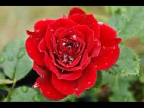 Pavel Holic   Cervena ruzicka cervenym prekvita