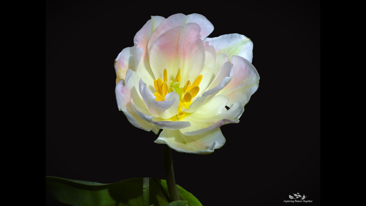 Dancer  -  It's spring and everything is dancing!