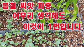 봄철 씨앗 파종 아무리 생각해도 이것이 1번입니다.(종자 파종, 씨앗 심기, 봄철 작물 재배, 씨앗 파종, …