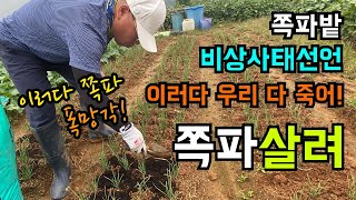 쪽파잎이 모두 노랗게 말랐어요 / 쪽파밭 비상사태 / 이러다 쪽파 폭망각 / 쪽파에 퇴비 살포하기 / 이러다…