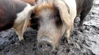 preview picture of video 'Rotbunte Husumer Schweine im Tierpark Arche Warder'