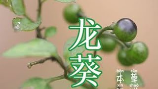 田间地头随处可见的植物，知道名的却不多，龙葵，你的家乡有吗 #植物科普 #创作者中心 #创作灵感