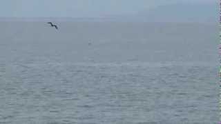 preview picture of video 'Golfinhos em Caraguatatuba -  Cocanha'