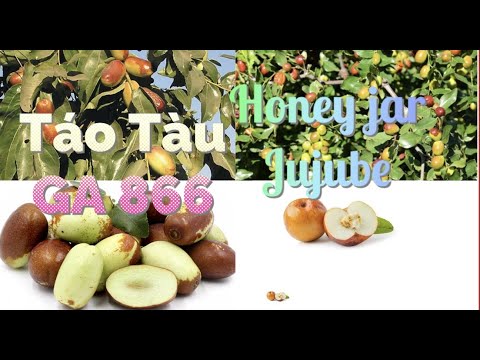 Táo Tàu GA 866,Honey Jar jujube,(Táo Nhật e Táo cereja)so sánh hai loại táo tàu,loại nào ngon nhất?