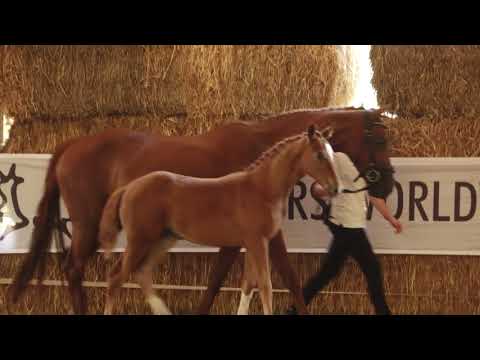 Czardafürstin - Mount Etna xx - Sedar