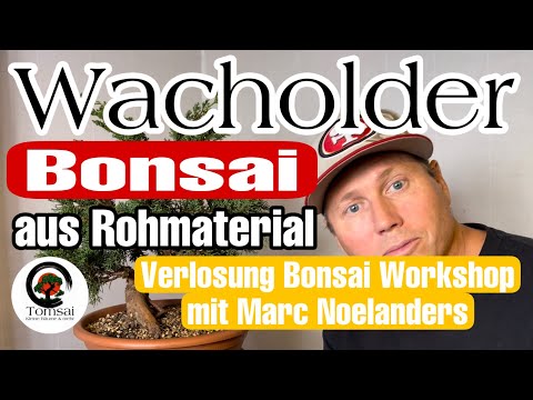 Wacholder Bonsai aus Rohmaterial + Bonsai Workshop Verlosung Bonsai 39/23 ​⁠@blacklabelbonsai