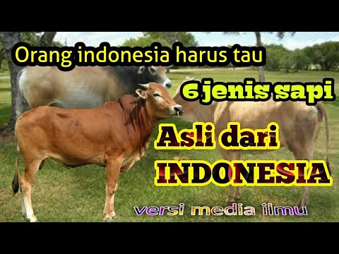 , title : 'Jenis-jenis sapi Lokal di Indonesia'