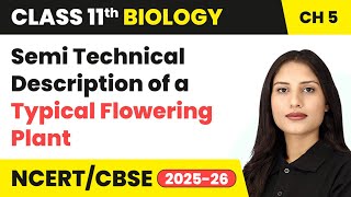 Semi Technical Description of a Typical Flowering Plant | Class 11 Biology Chapter 5 | CBSE 2024-25