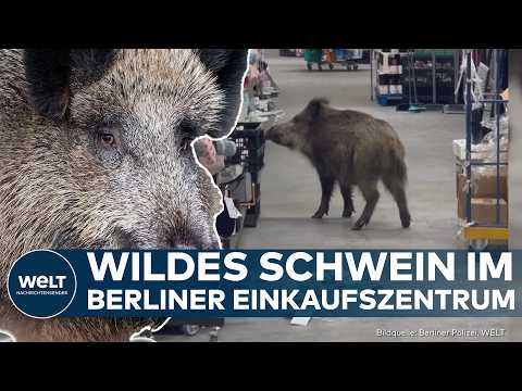 Video Thumbnail: BERLIN: Wildschwein auf Einkaufstour: Tier läuft durch Supermarkt in Köpenick
