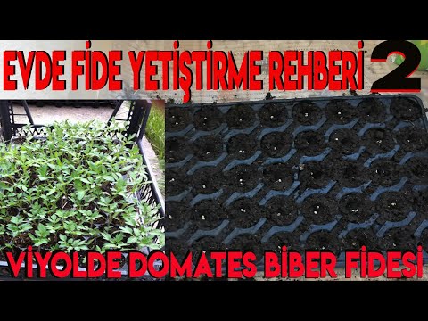 , title : 'Evde Fide Yetiştirme Rehberi #2 ( Viyollerde Tüplü Domates Biber fidesi Yetiştirme)'