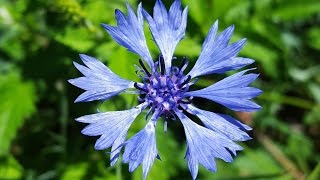 Cornflower Blue (Centaurea Cyanus) 💙 Images with Cornflowers - Flower #3