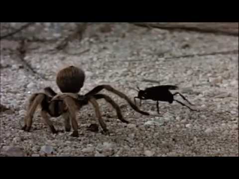 TARÂNTULA O CONFRONTO MORTAL