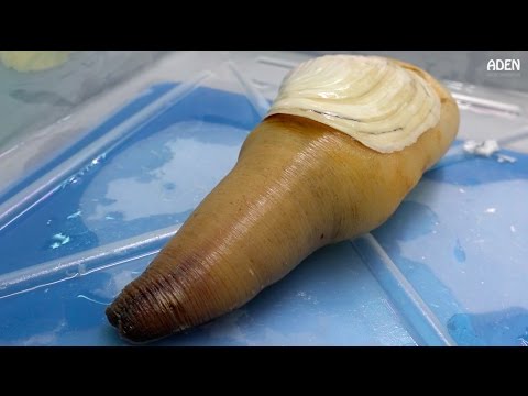 download lagu mp3 mp4 Geoduck Food, download lagu Geoduck Food gratis, unduh video klip Geoduck Food