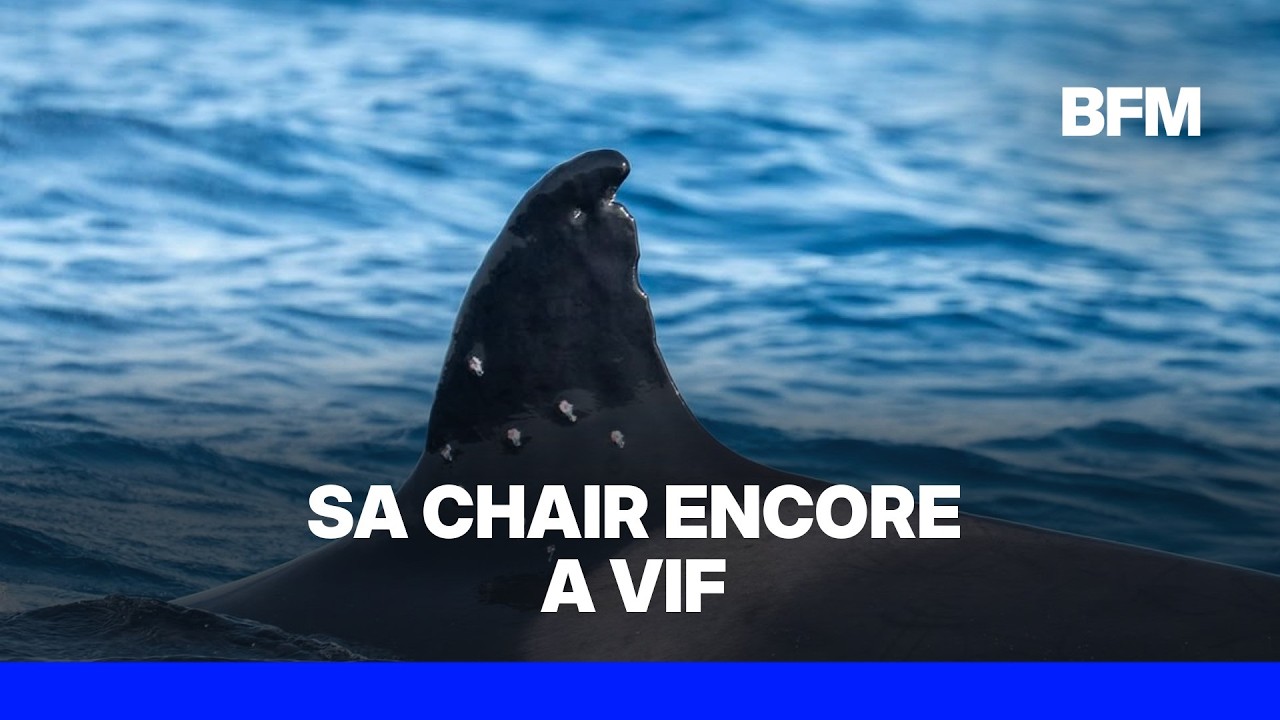 Une orque retrouvée avec plusieurs tirs de plombs de fusil dans sa nageoire dorsale