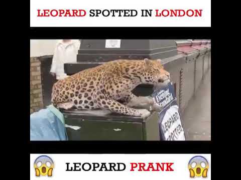 leopard prank . . funniest