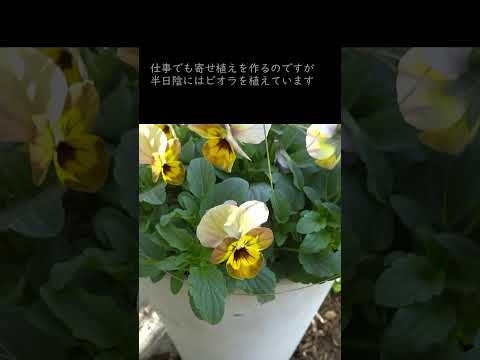 日陰を好む植物：庭を素敵にするトップ5！  庭園