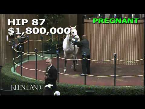 Hip 87, Awesome Maria - 2013 November Breeding Stock Sale