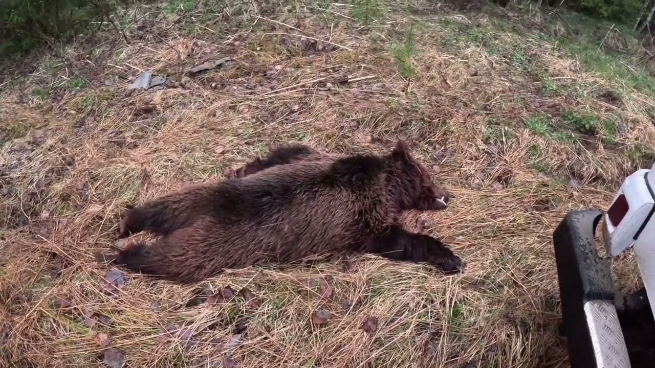 Медведь хулиган, держал в страхе посёлок.