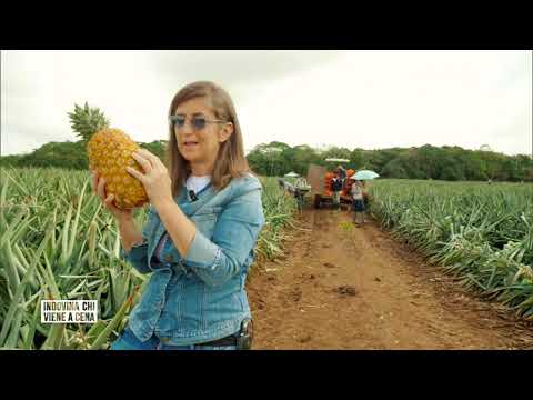 Avocado miracoloso? - Indovina chi viene a cena 03/05/2020