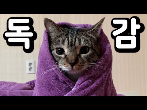 춘봉이가 열일하는 영상