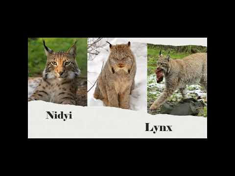 Alaska- Learning Animals in Dena'ina language