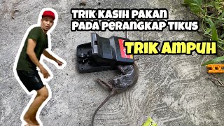 Download lagu TIPS PERANGKAP TIKUS PALING EFEKTIF mp3