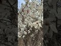 Magnolia #spring #blooming #nature #shorts