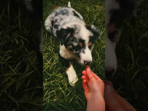 Australian Shepherd puppy for sale
