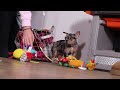 French Bulldog dogs for sale: Alice - Video 1