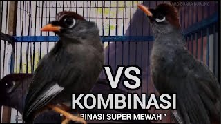 Download lagu KOMBINASI Super Mewah Dua Poksay Mandarin Jantan TERBARU, Gacor Full Variasi Burung POKMAN mp3