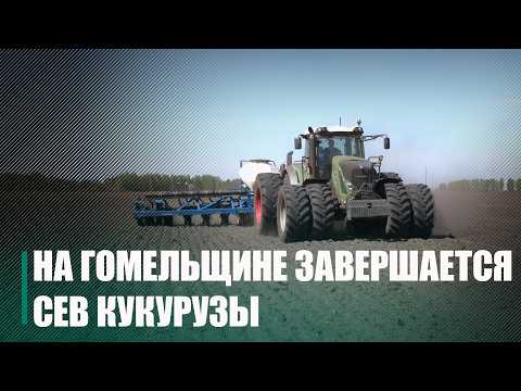 Больш за 111 000 гектараў засеялі аграрыі Гомельшчыны видео