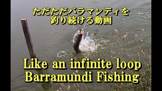 ただただバラマンディを釣り続ける動画　FISH FARM BARRAMUNDI