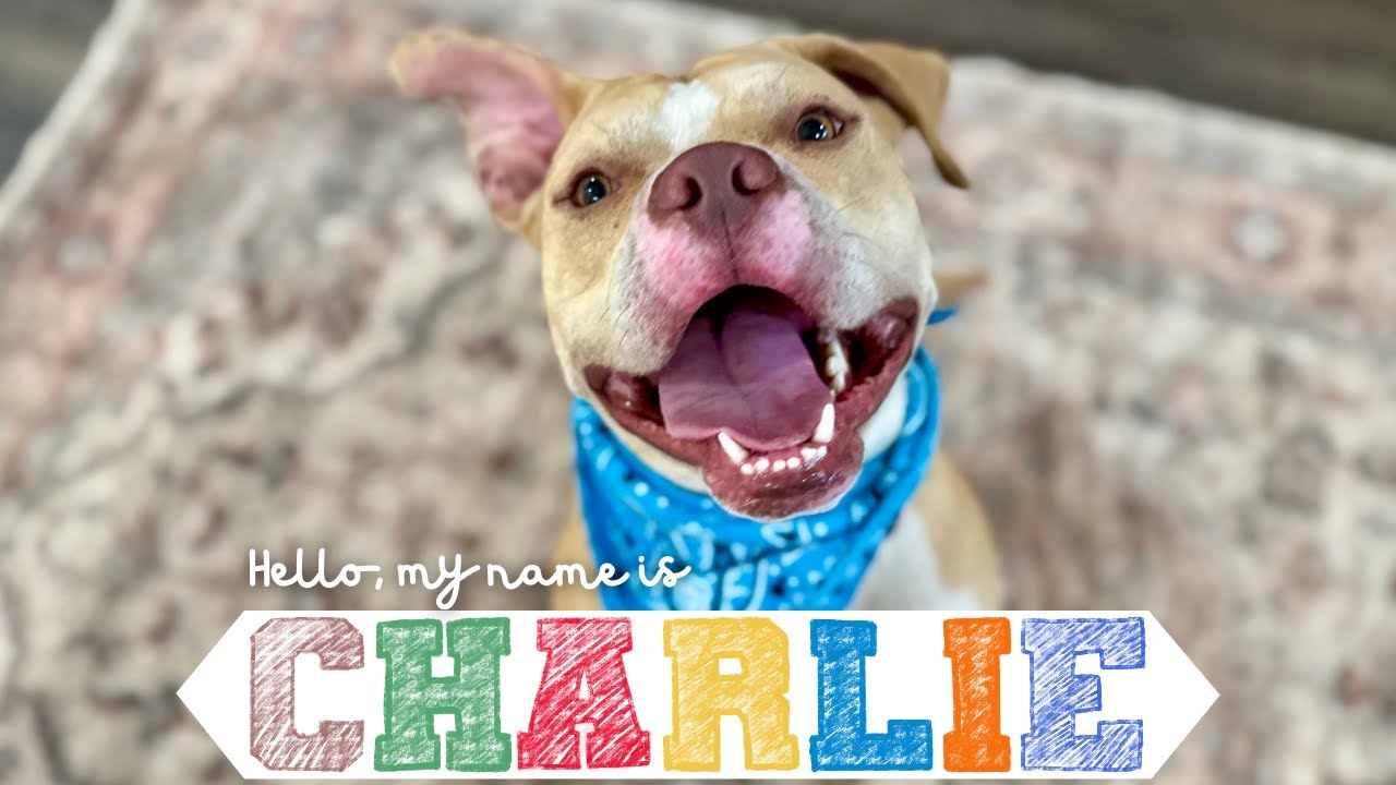 Enlarge Charlie the Sunshine Sidekick, a Adoptable mixed breed in Louisville, KY video 6/6