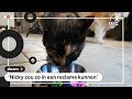 Dwars: Janou baalt van perfecte katten in reclames