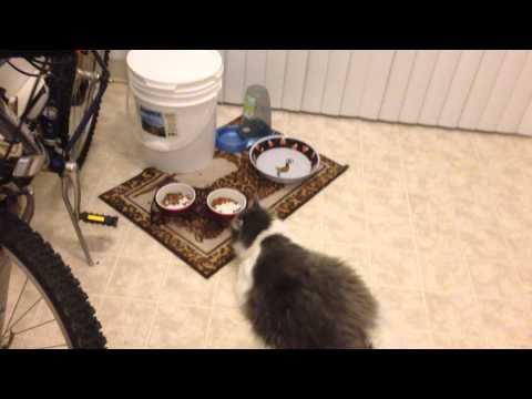 Fat Lazy Cat Scooping Food One Kernel at a Time