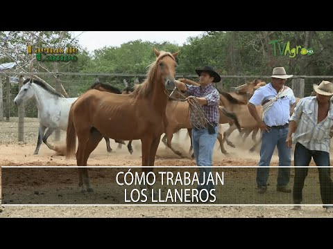 Como trabajan los llaneros - TvAgro por Juan Gonzalo Angel Restrepo