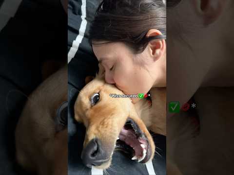 When you forget to kiss the dog goodbye before holiday 🥺#goldenretriever #dogsoftiktok