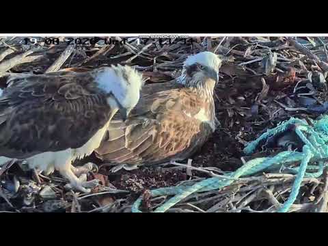 Port Lincoln Osprey 19 08 2020 5