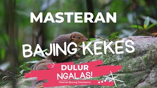 Download lagu MASTERAN BAJING KEKES DURASI PANJANG - AMPUH !!! mp3